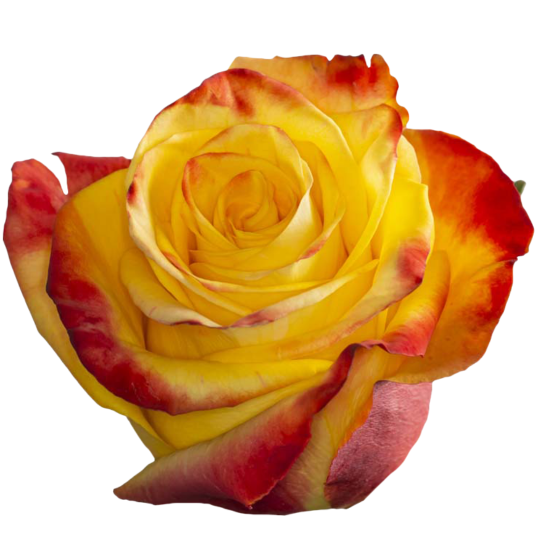 High and Yellow Flame Rose
