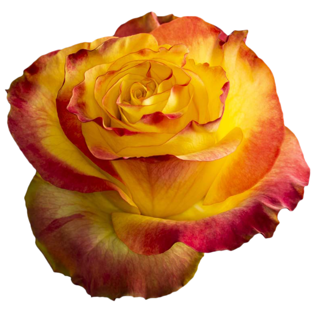 High and Yellow Flame Rose