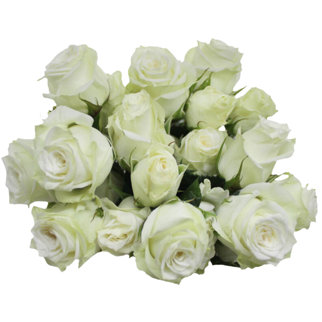 Snowy Jewel Ponte Tresa