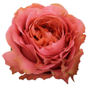 Garden Roses - Ponte Tresa