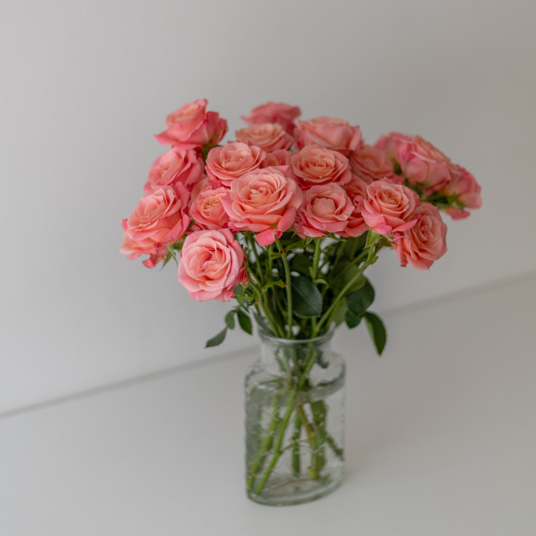 Hot Pink roses, wholesale roses, Pandora Roses
