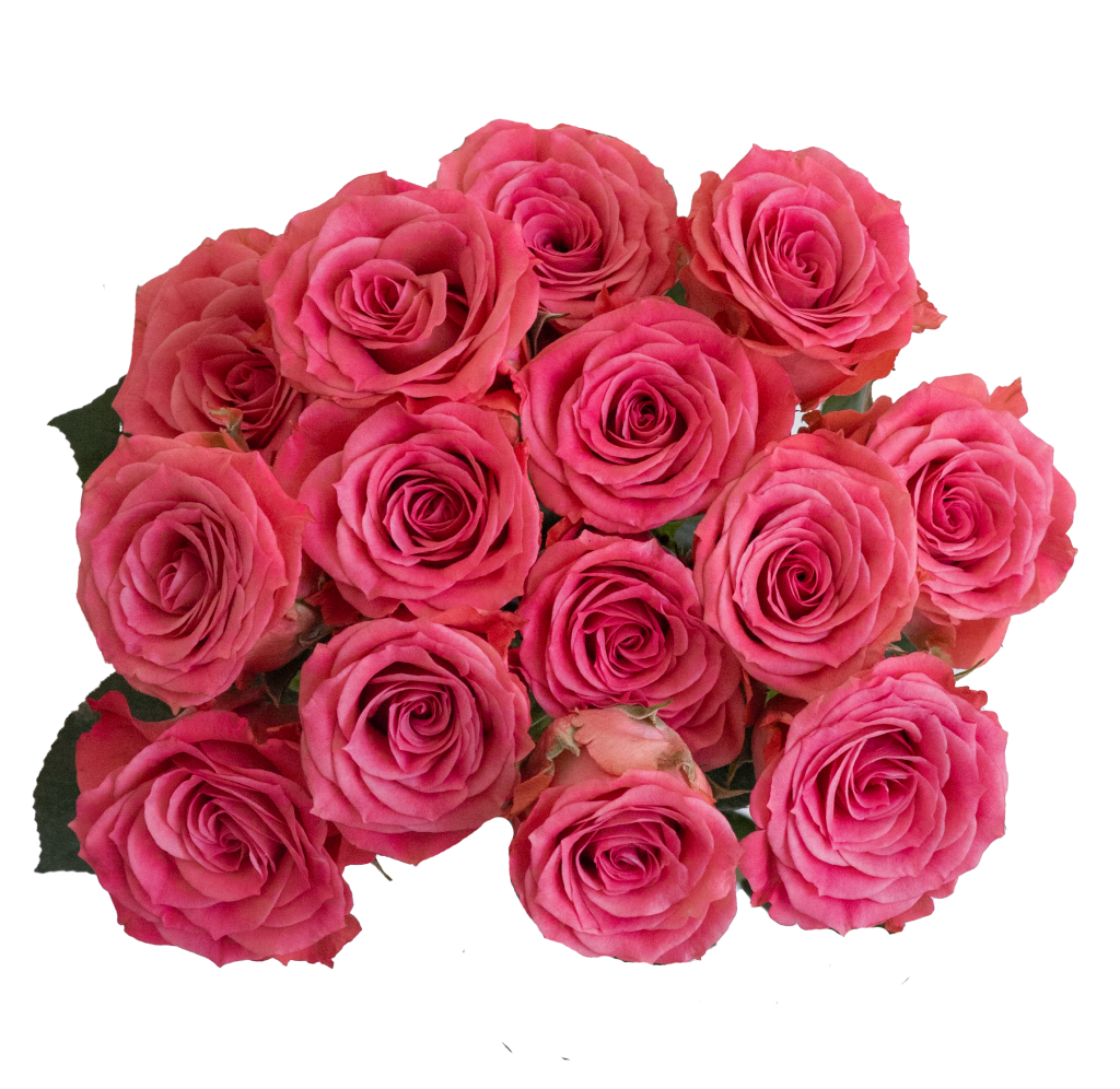 Brilliant Stars Pink - Ponte Tresa