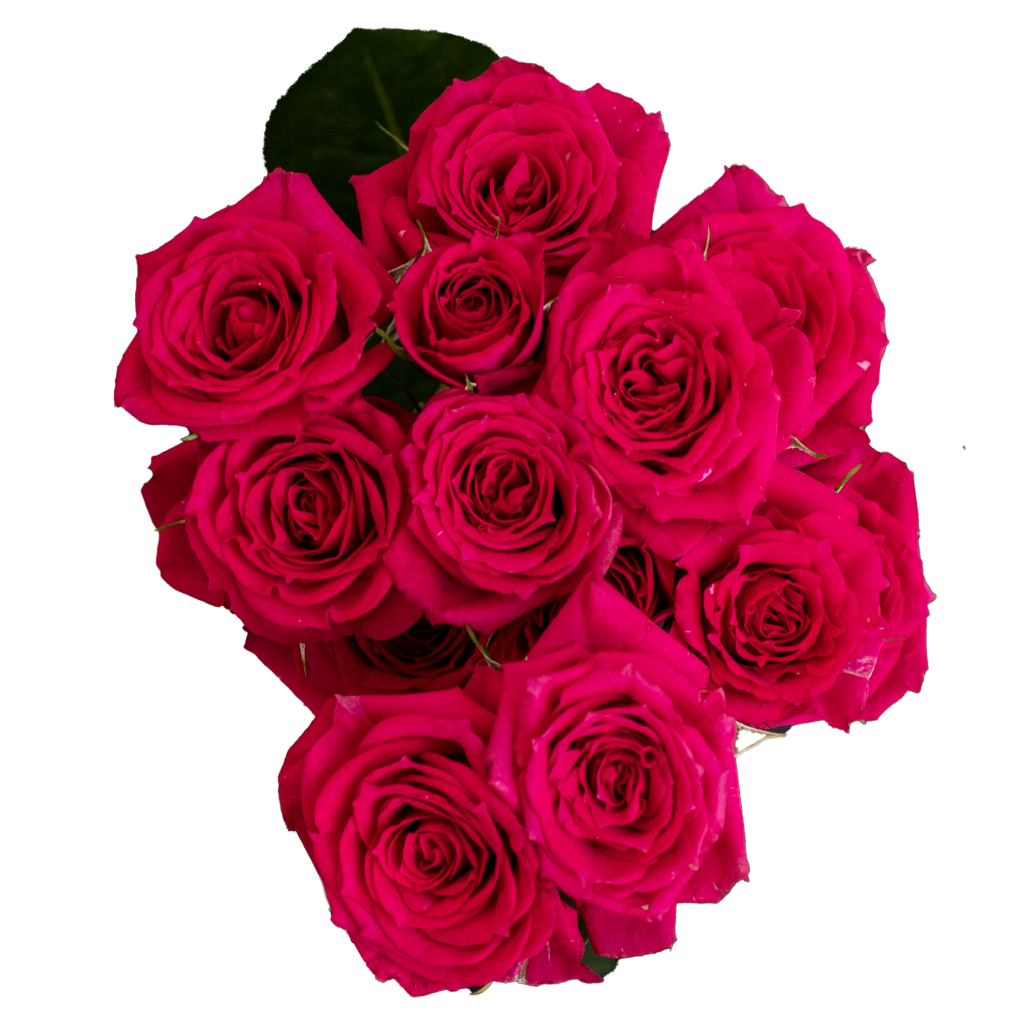 Hot Pink Jewel - Ponte Tresa